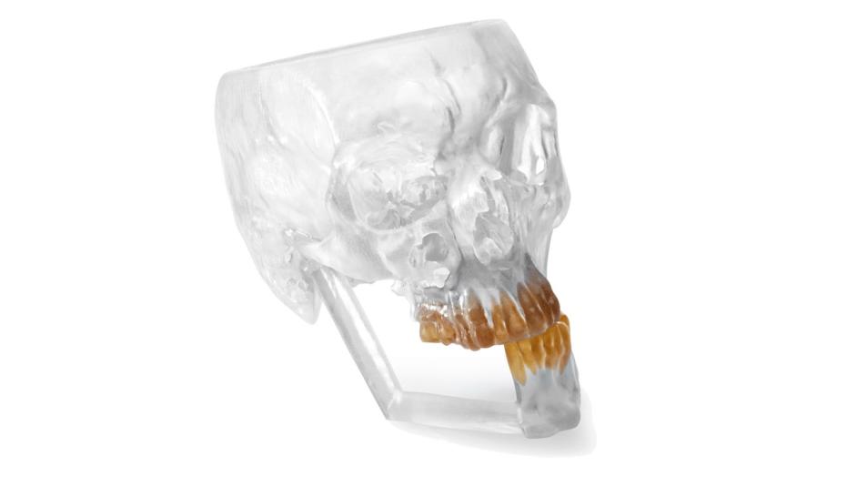 TRUMATCH CMF Anatomical Model with highlighted teeth 